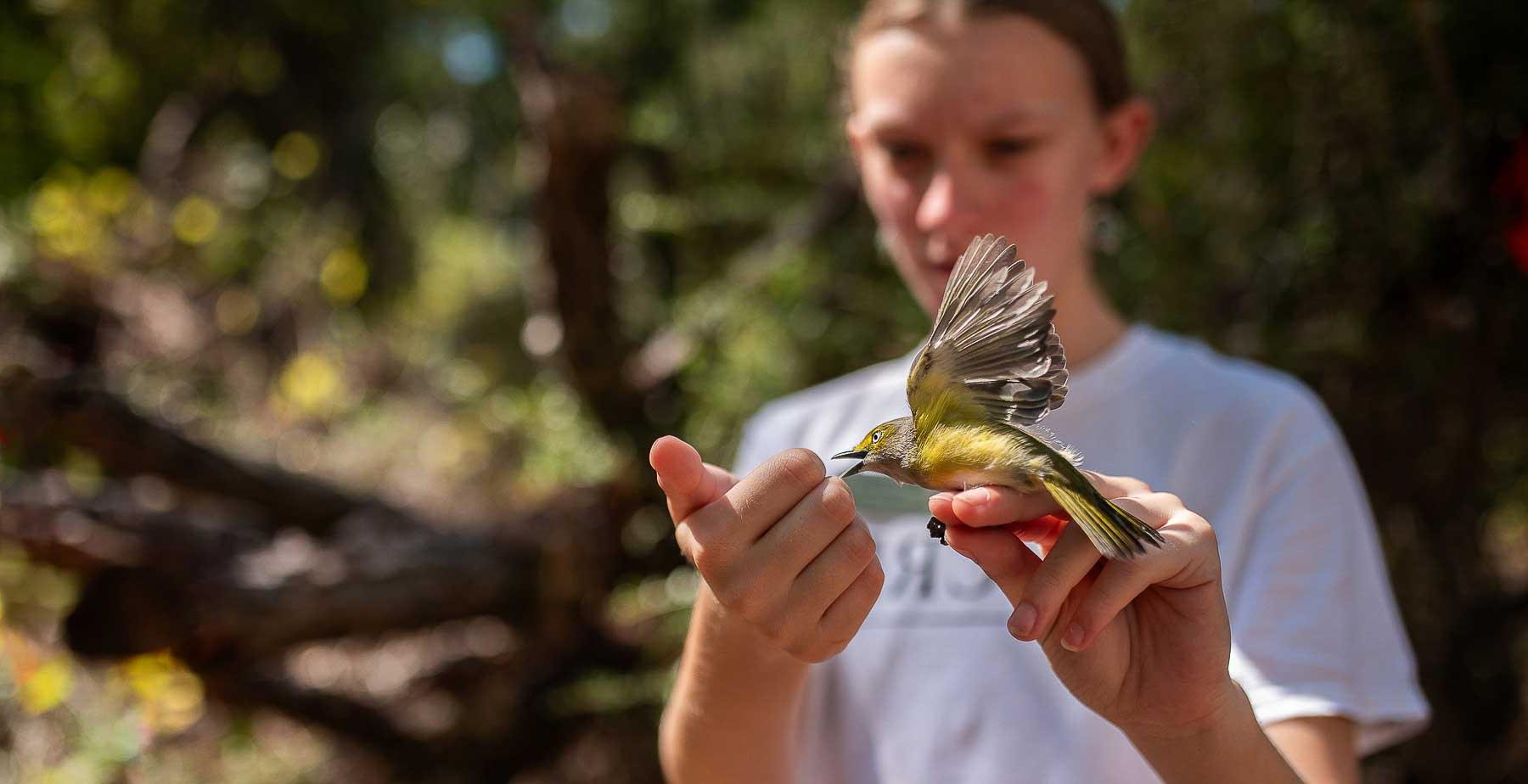 Newly tagged during a public banding event at Fort Morgan in Baldwin County, Alabama, a white-eyed vireo impatiently awaits release to continue its fall migration. 